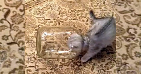 Katze versteckt sich in Flasche