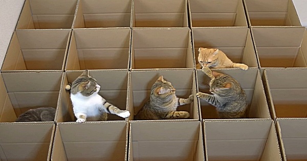 Katzen im Karton Labyrinth