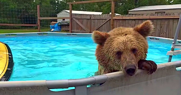 Grizzly Bär geht im Pool baden