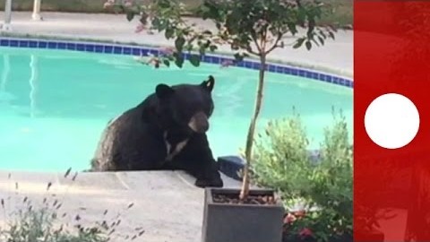 Bär entspannt sich im Pool
