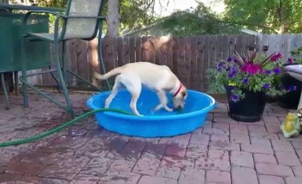 Hund füllt Pool selbst mit Wasser