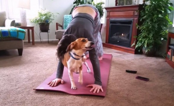 Hunde und Katzen stören beim Yoga Training