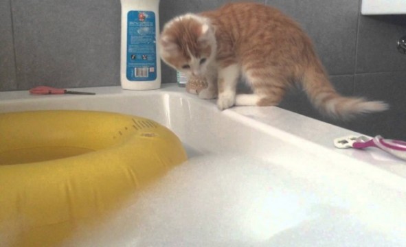 Katze fällt in die Badewanne