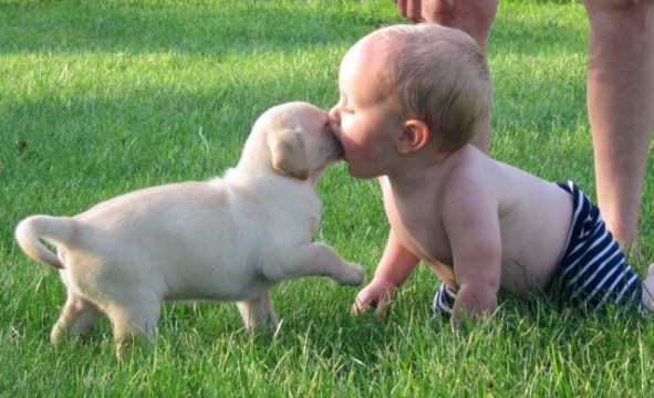 Babys und kleine Hunde spielen