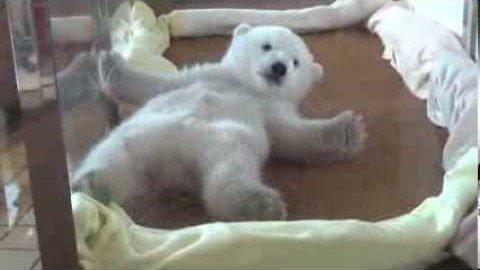 Eisbär Baby erwacht
