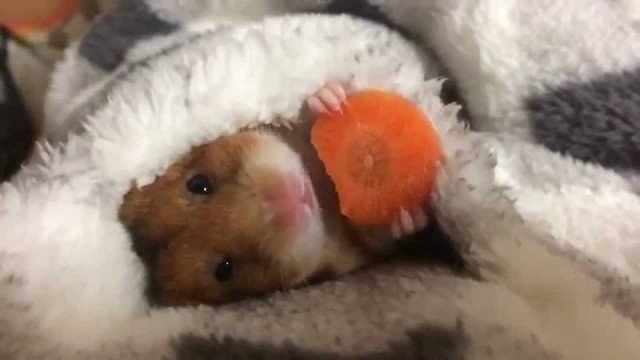 Hamster macht Frühstück im Bett