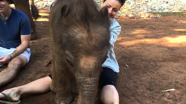 Baby Elefant will kuscheln