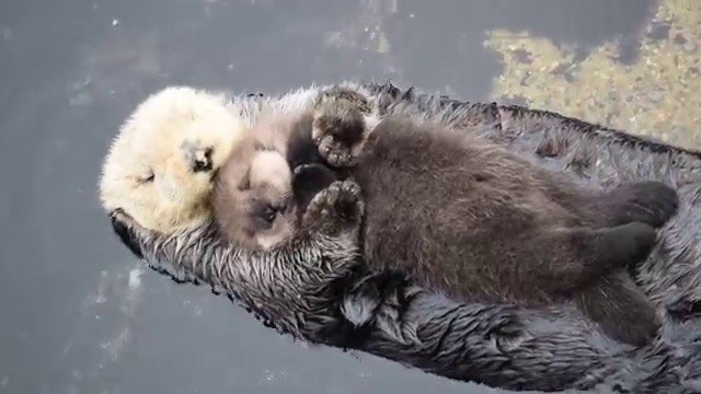 Otter Baby schläft auf seiner Mama