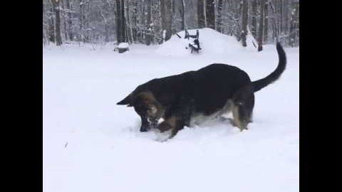 Hund sucht Schneeball im Schnee