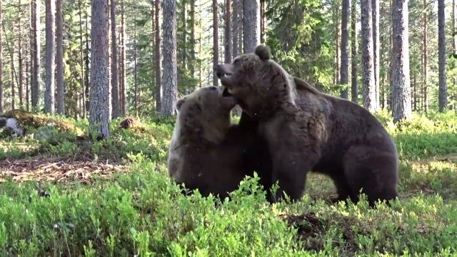 Bären kämpfen in den Wäldern Finnlands